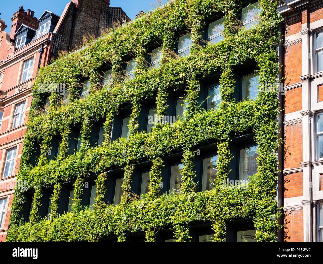 Green Wall, Southampton Row, London, England, UK, GB. Stock Photo