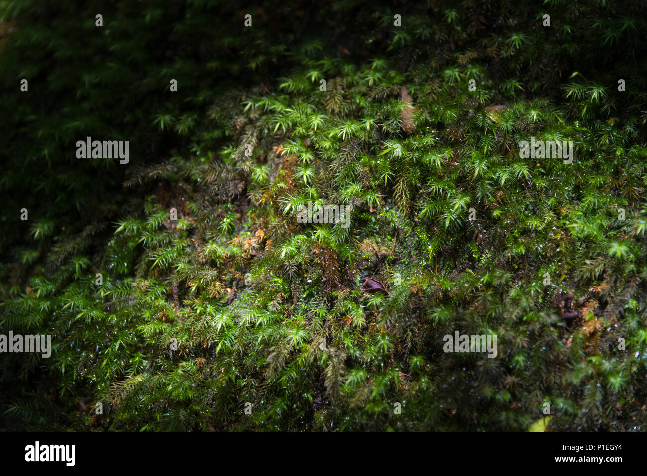 The image of abundant natural resources. In the World Heritage Site