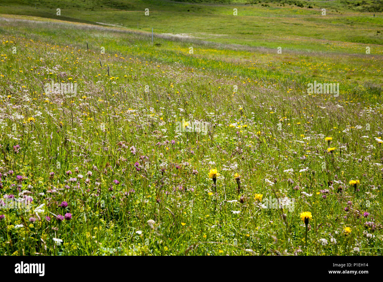 Summer  Hay Meadow Ciampinoi above Selva Val Gardena Dolomites Italy Stock Photo