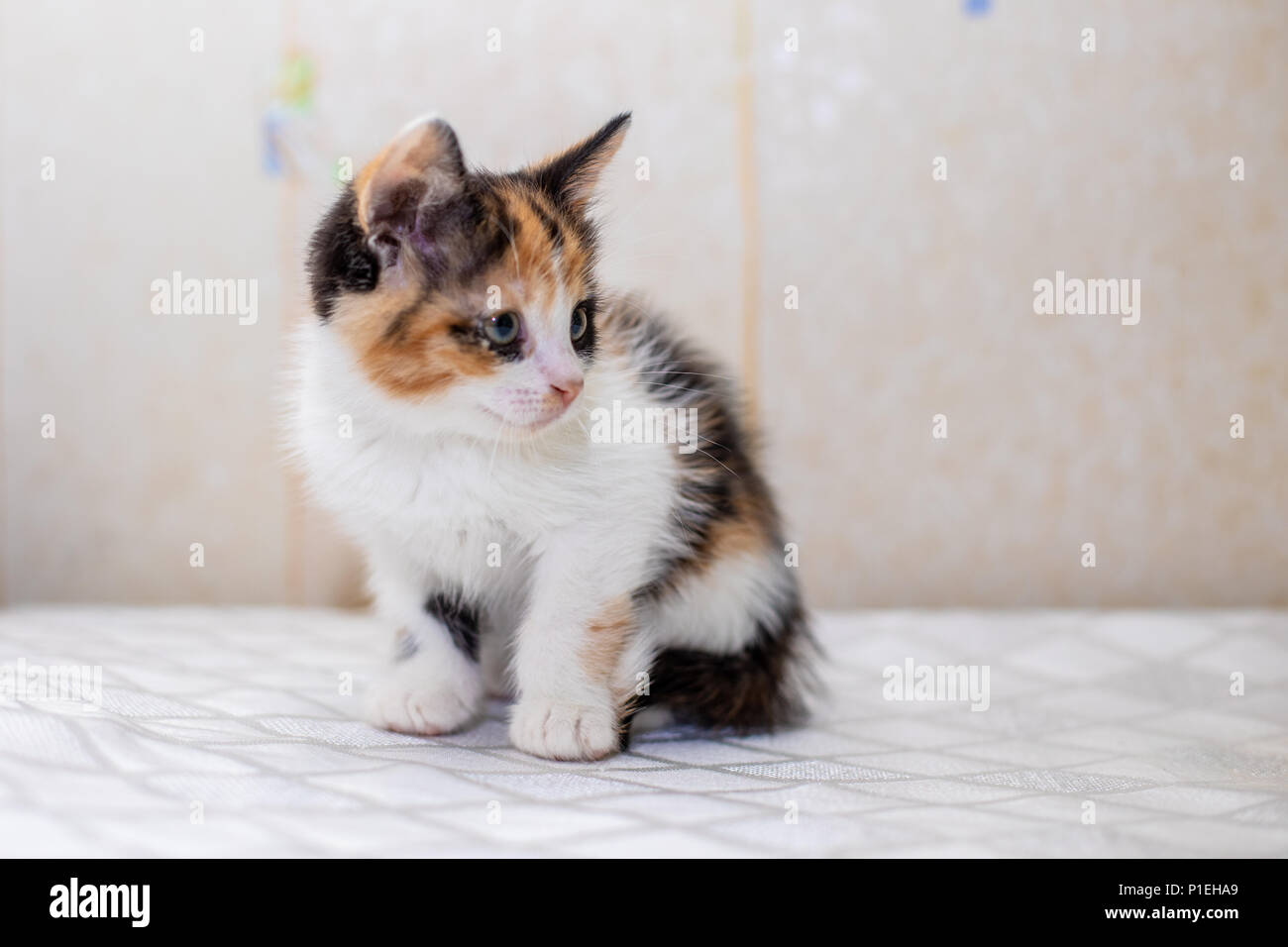 Funny baby shop cats