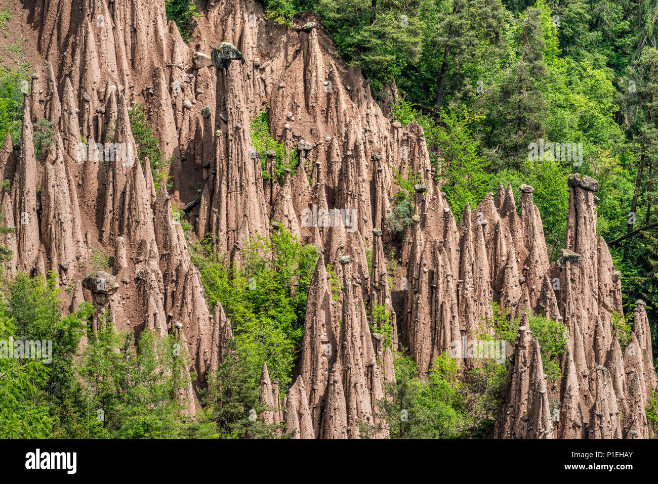 Earth pyramids, Renon - Ritten, Trentino Alto Adige - South Tyrol, Italy Stock Photo
