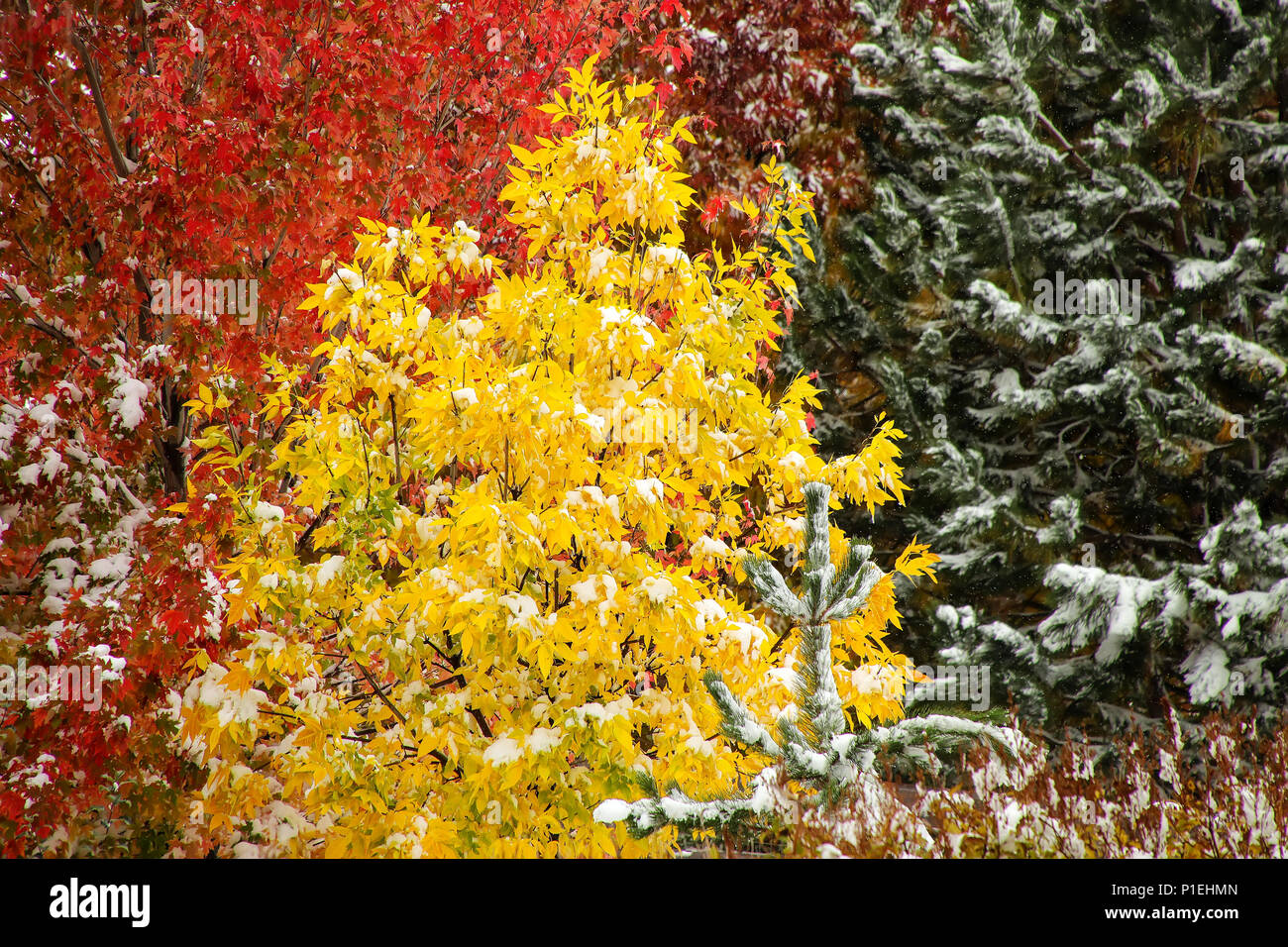 North america white ash tree hires stock photography and images Alamy