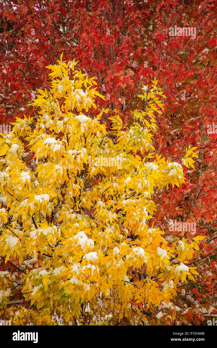 Green ash tree crown against sugar maple tree with fall color Stock Photo