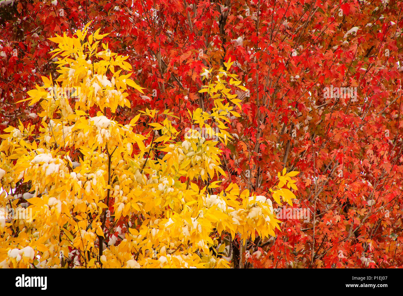 Green ash tree crown against sugar maple tree with fall color Stock Photo