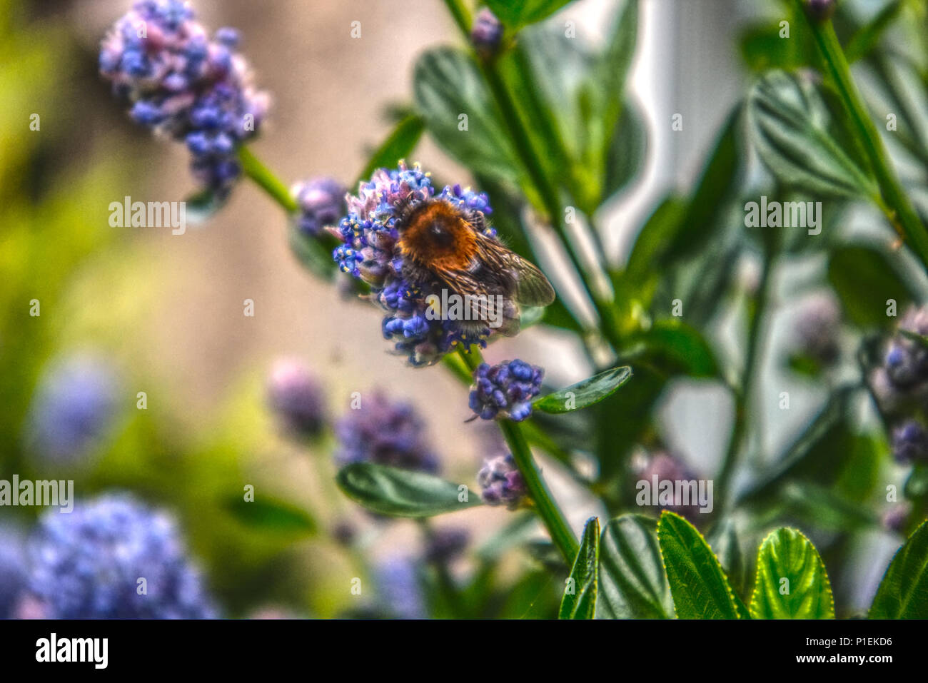 A bee feeding and collecting nectar on a blue ceanothus plant Stock Photo