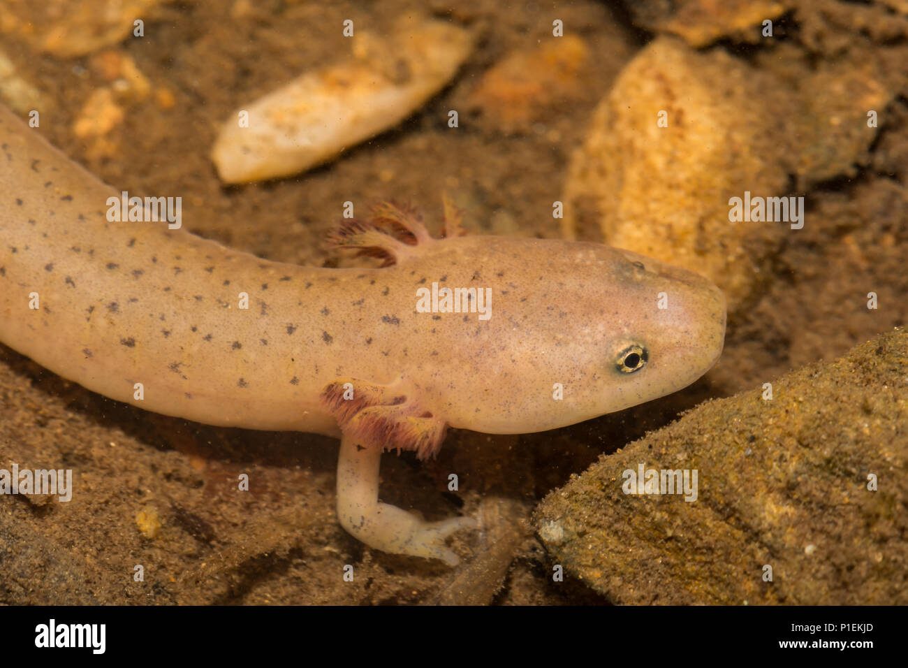 Larval Blue Ridge Red Salamander (Pseudotriton ruber nitidus) Stock Photo