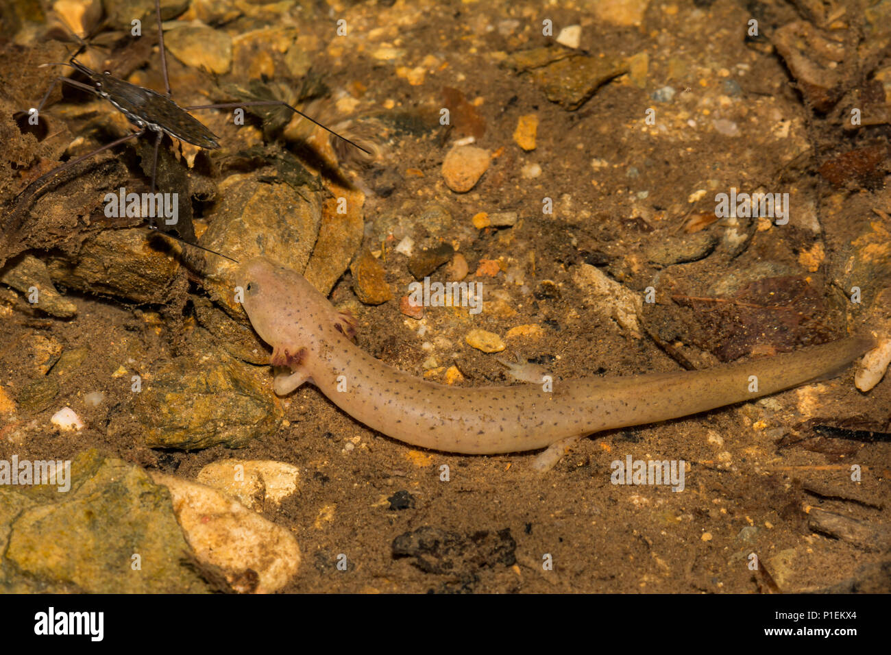 Larval Blue Ridge Red Salamander (Pseudotriton ruber nitidus) Stock Photo