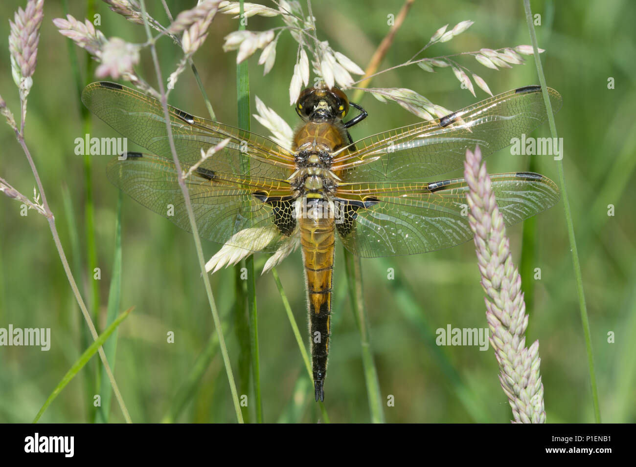 Newly emerged four-spotted chaser dragonfly (Libellula quadrimaculata) drying its wings among grasses in Hampshire, UK Stock Photo