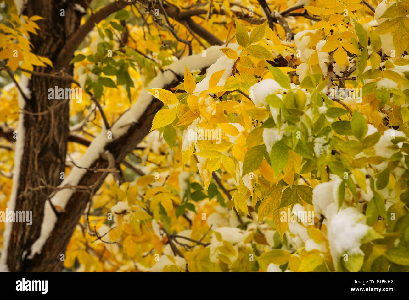 Close-up of green ash tree with fall color and snow Stock Photo