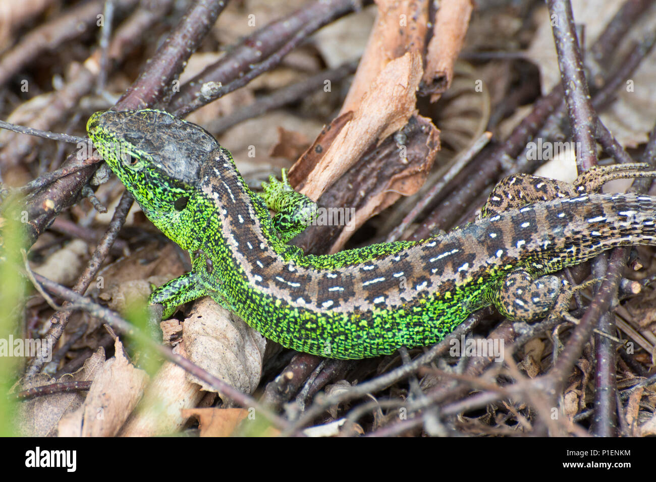 Colourful male sand lizard (Lacerta agilis) in Surrey heathland
