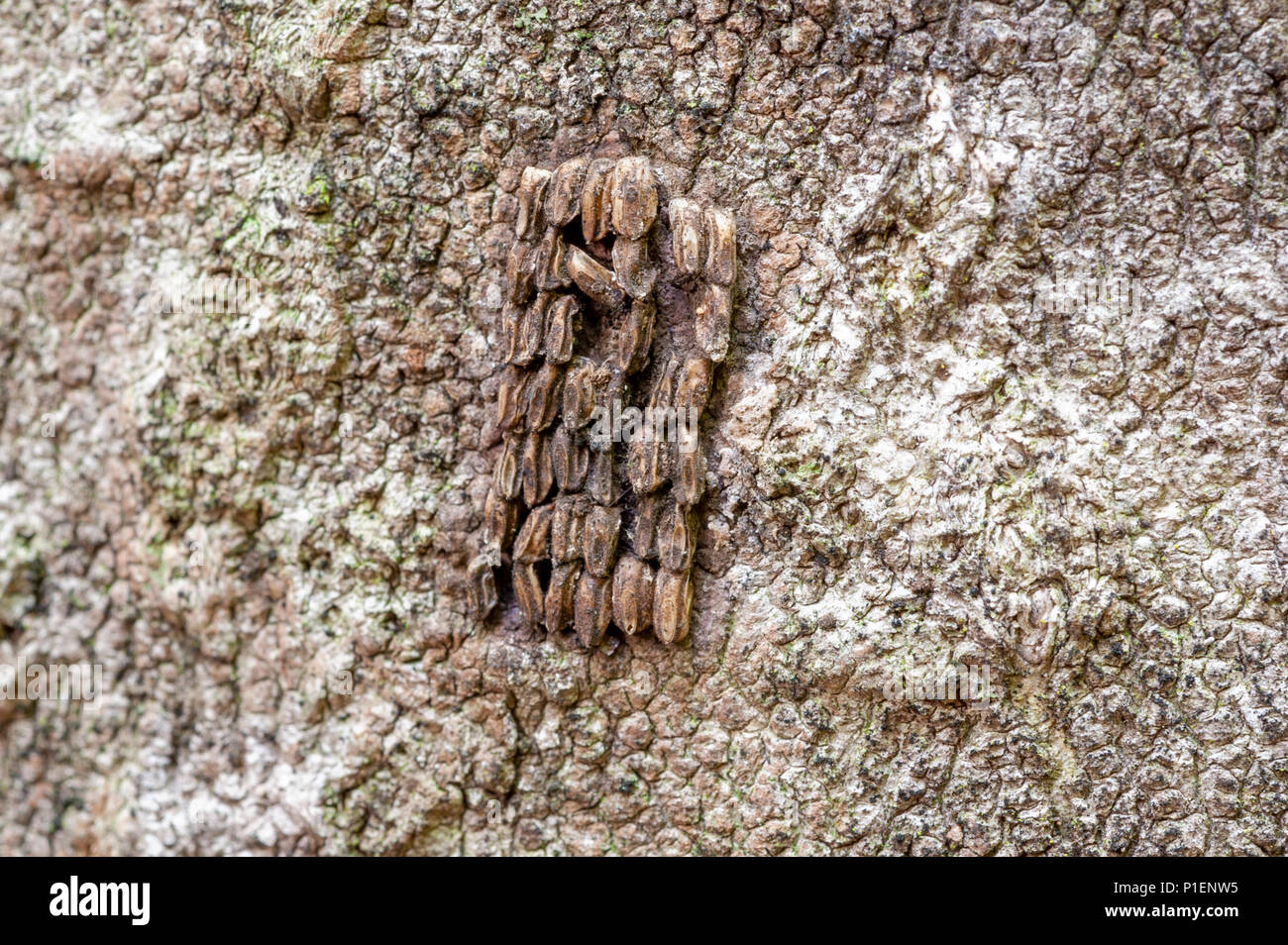 CLOSE UP VIEW OF SPOTTED LANTERNFLY EGGS (LYCORMA DELICATULA) ON TREE OF HEAVEN BARK (AILANTHUS ALTISSIMA), BERKS COUNTY, PENNSYLVANIA Stock Photo