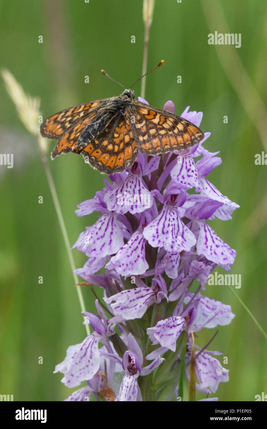 Marsh fritillary butterfly (Euphydryas aurinia) on a common spotted orchid in Hampshire, UK Stock Photo