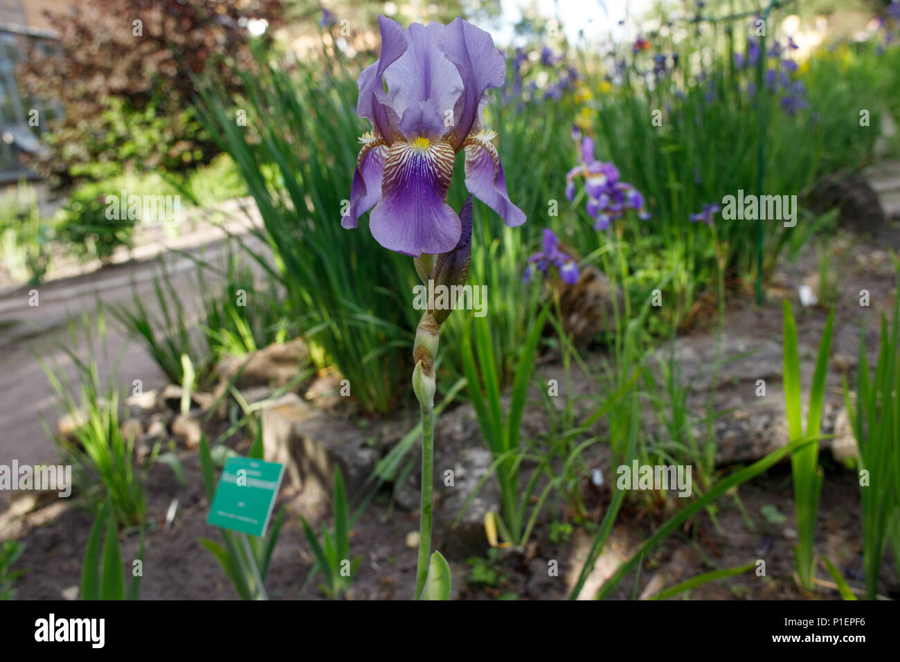 Beautiful blue violet iris flower in the botanical garden. Purple bearded Iris. Blossoming, gardening, nature beauty, green grass, summer. Stock Photo