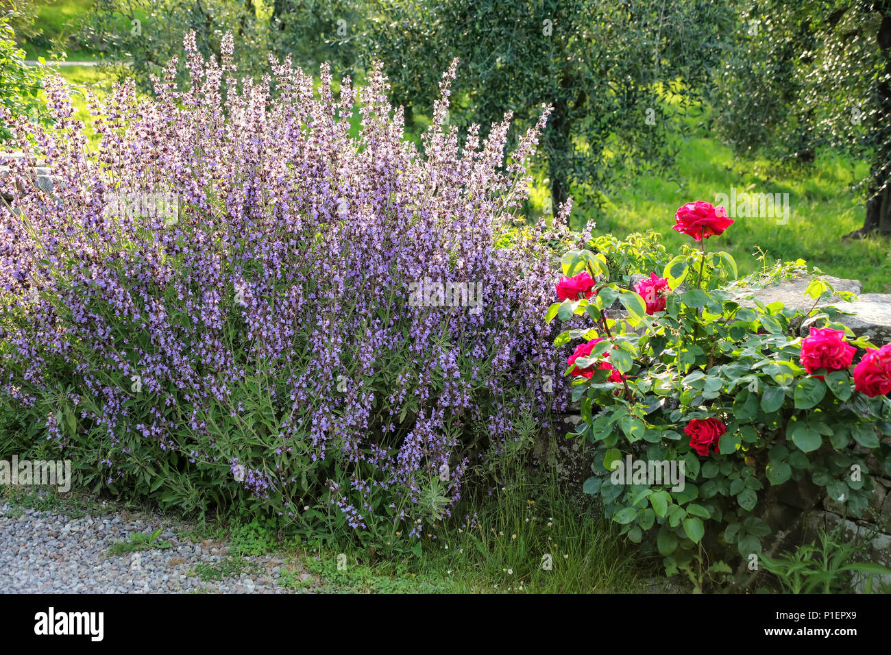 Rose bushes hires stock photography and images Alamy