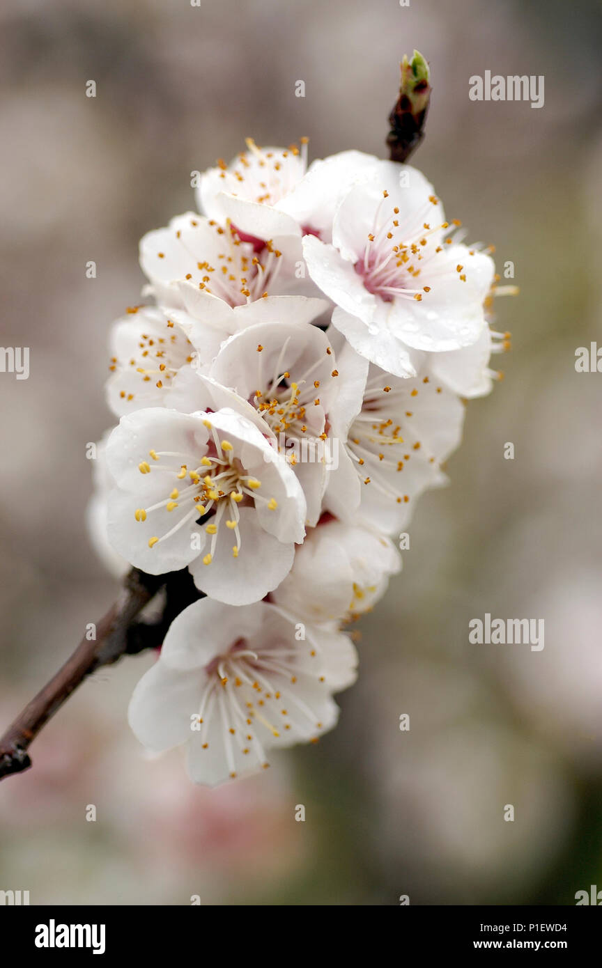 Close-up of spring flowering apricot. Stock Photo