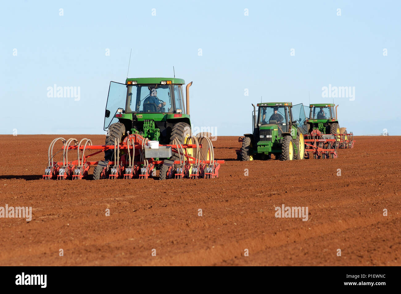 Mehanical sowing carrot seed, Rocky Lamatinna & Sons, Wemen, Victoria Australia. Stock Photo