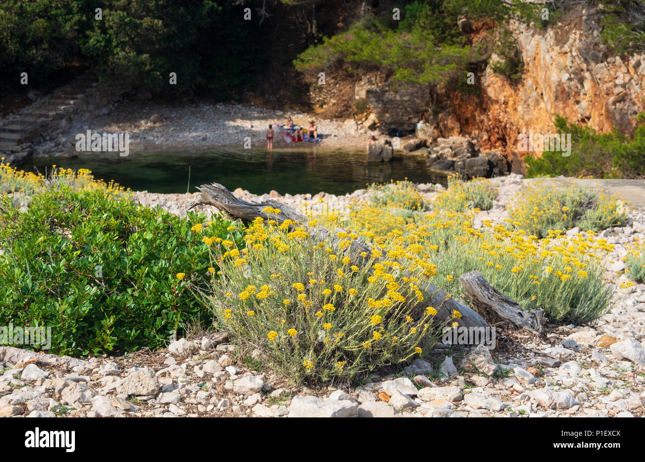 Views of Lokrum Island, Dead Sea near Dubrovnik Stock Photo - Alamy