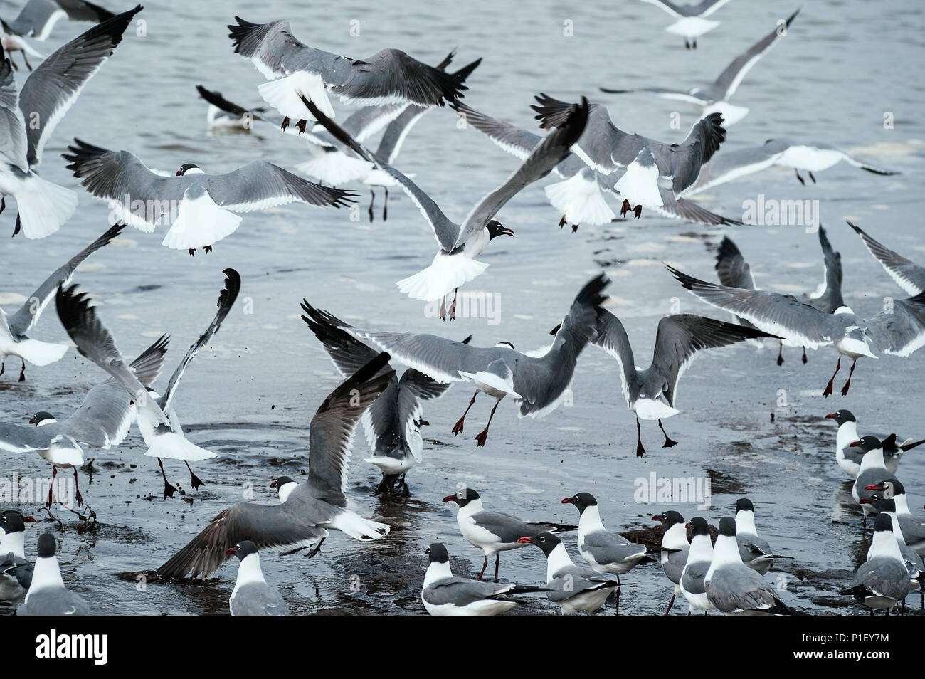 Laughing Gull, Leucophaeus atricilla, Reeds Beach, Delaware Bay, New Jersey, USA Stock Photo