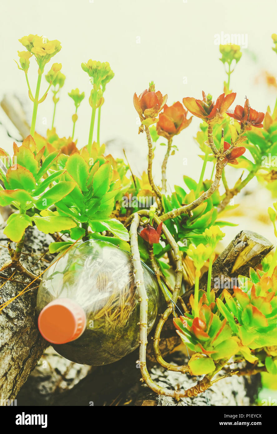 Green plant and flowers growing on a reused soda bottle. Pet bottle used as a vase for a plant. Stock Photo