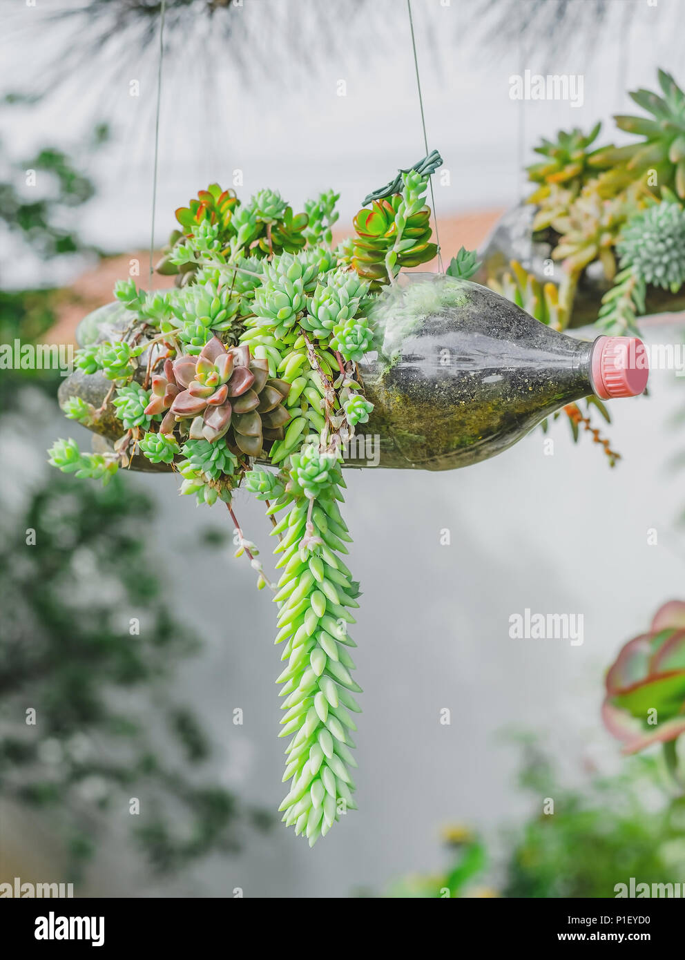 Green plant growing on a suspended reused soda bottle. Pet bottle used as a aerial vase for a plant. Stock Photo