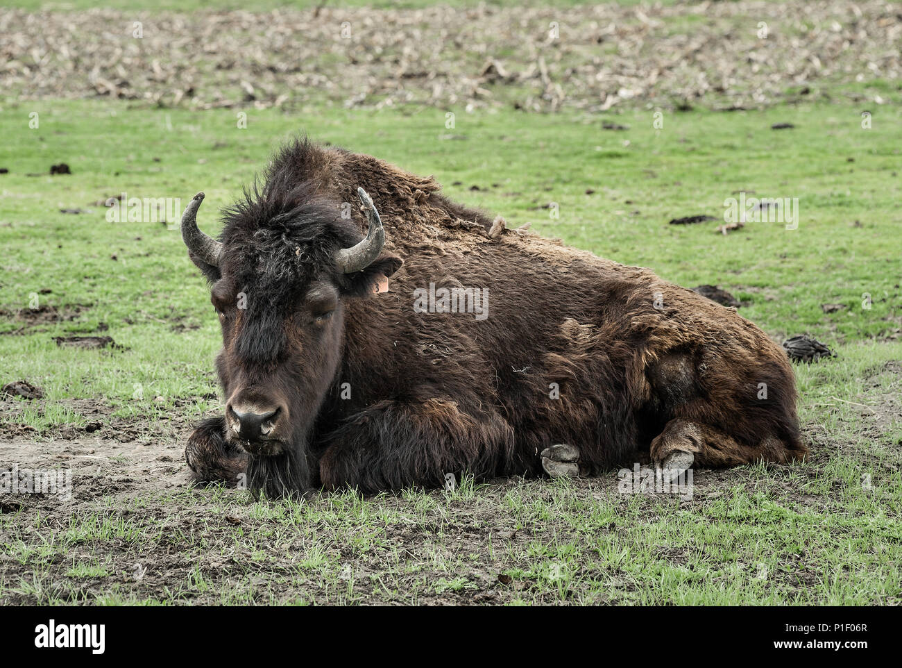 American bison resting, Alaska, USA Stock Photo - Alamy