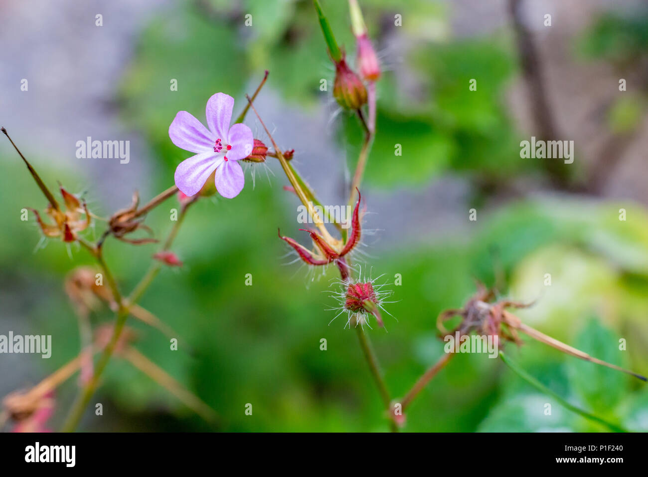 Tiny small flowers hi-res stock photography and images - Alamy