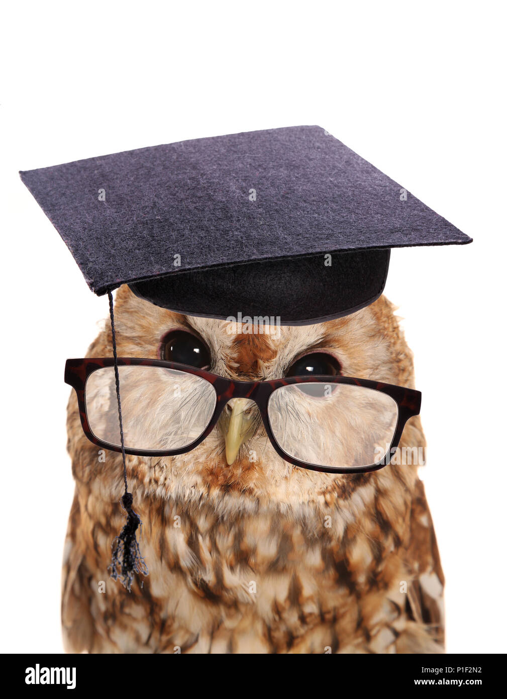 Teacher mortar board High Resolution 