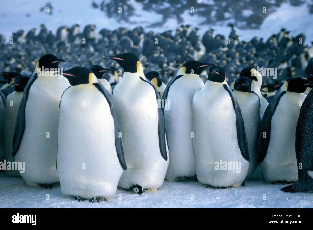 Original Film Title: LA MARCHE DE L'EMPEREUR. English Title: MARCH OF