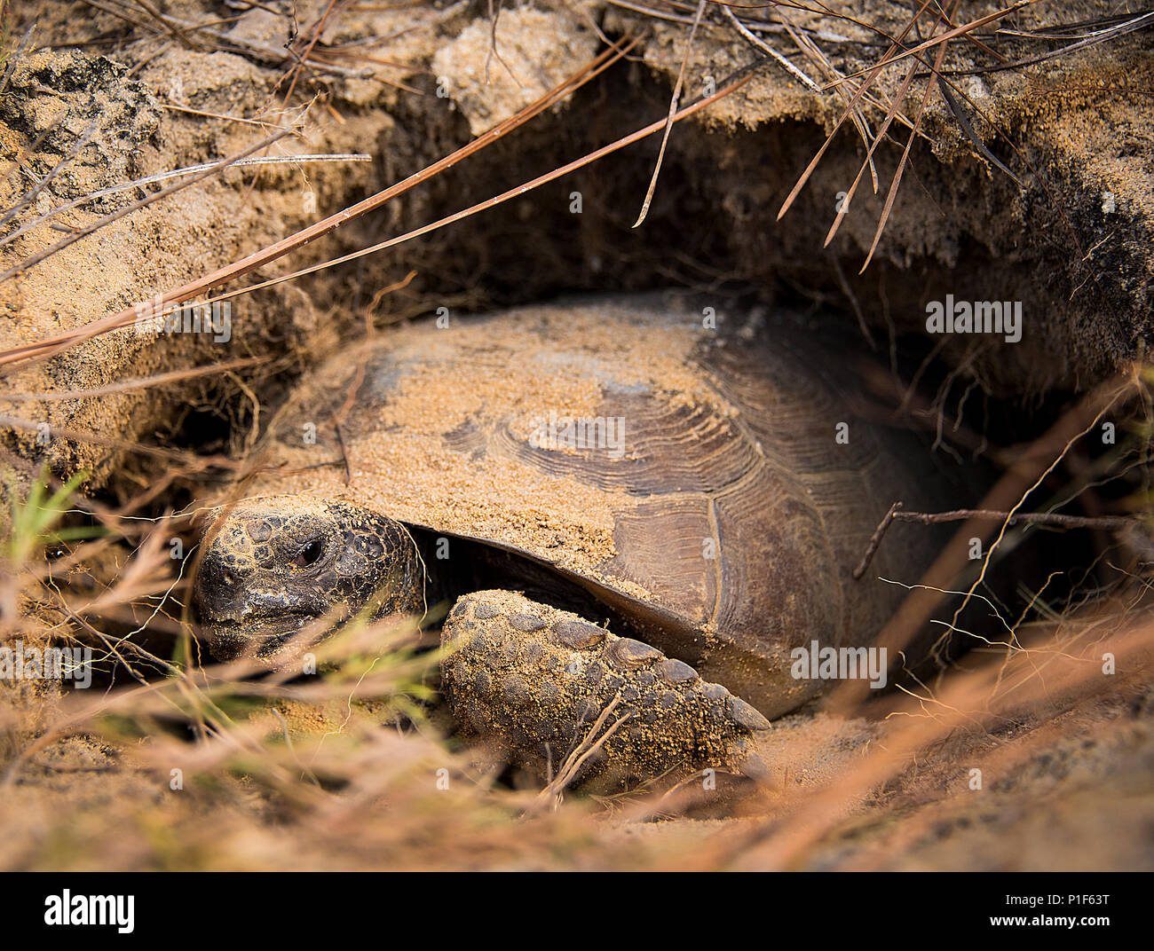 Как зимуют черепахи. Среднеазиатская черепаха в спячке. Черепаха в норе. Спячка животных.