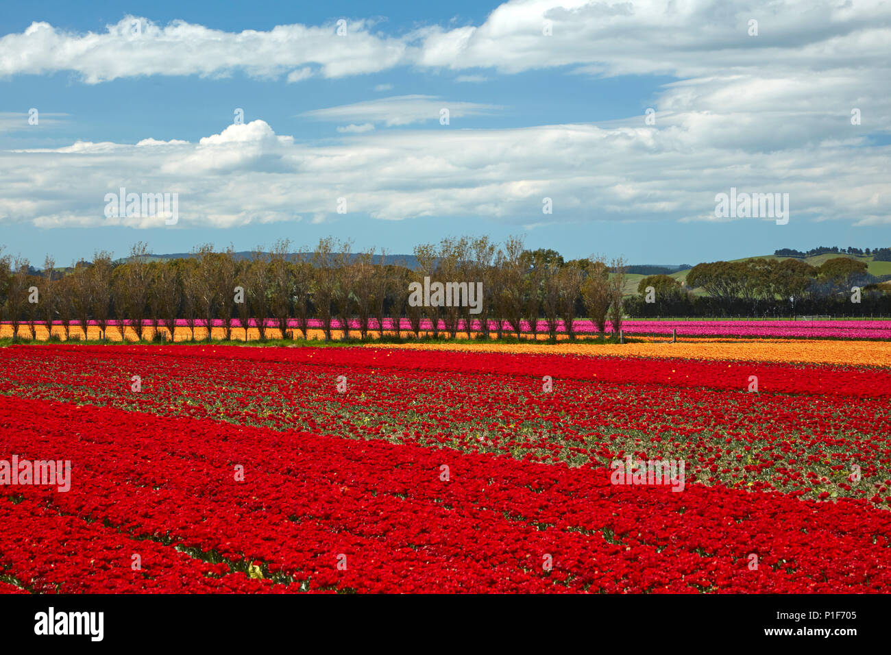Colourful tulip fields, Edendale, Southland, South Island, New Zealand Stock Photo