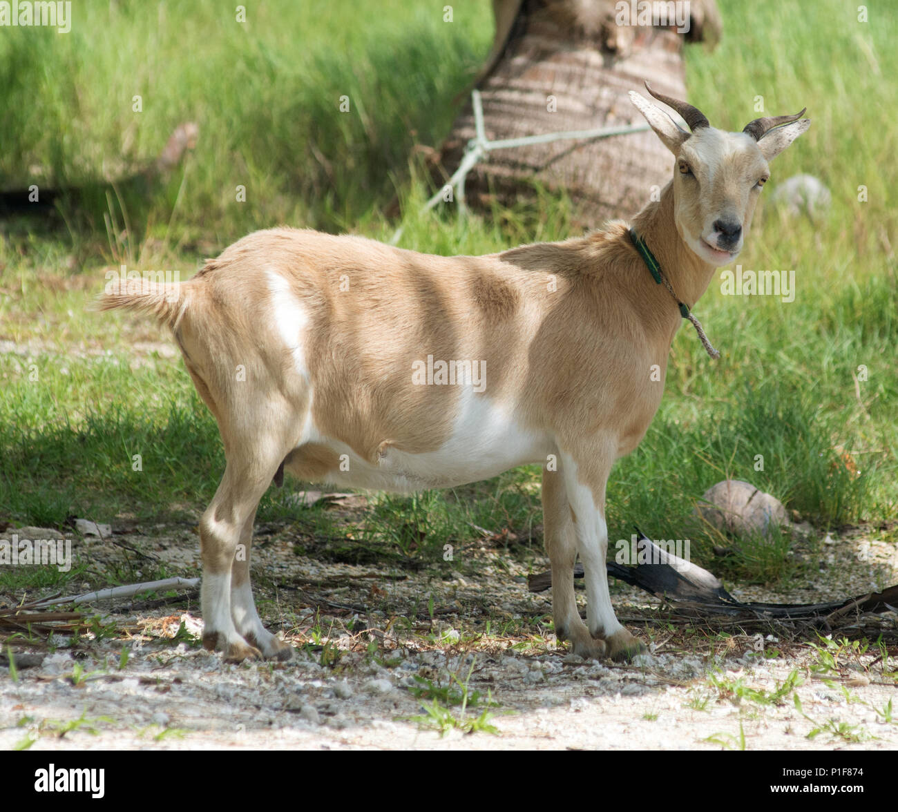 Tethered goat hi-res stock photography and images - Alamy
