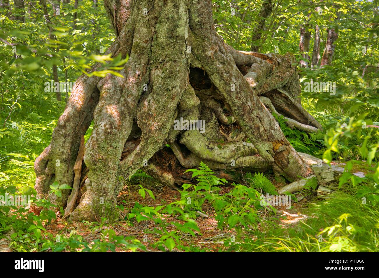 Craggy Tree on the Craggy Gardens trail on the Blue Ridge Parkway, North Carolina Stock Photo