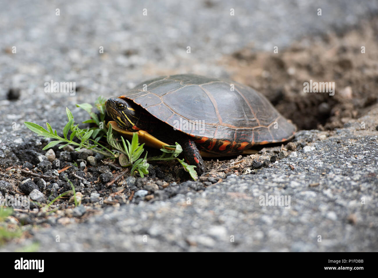A painted turtle,  Chrysemys picta, digging a hole in the dirt in a crack of an old highway to lay her eggs in the Adirondack Mountains, NY USA Stock Photo