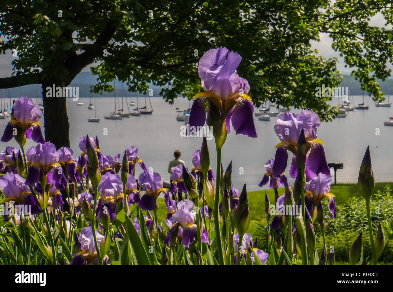 Purple Irises blooming in June with sail boats moored on lake for summer fun Stock Photo