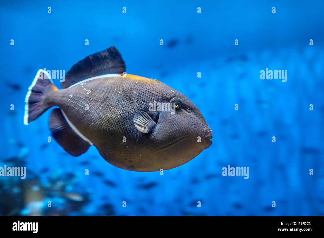 One Black Triggerfish or  Indian Triggerfish, Latin name Melichthys indicus, tropical sea reef fish in a marine aquarium on a blue background. Stock Photo