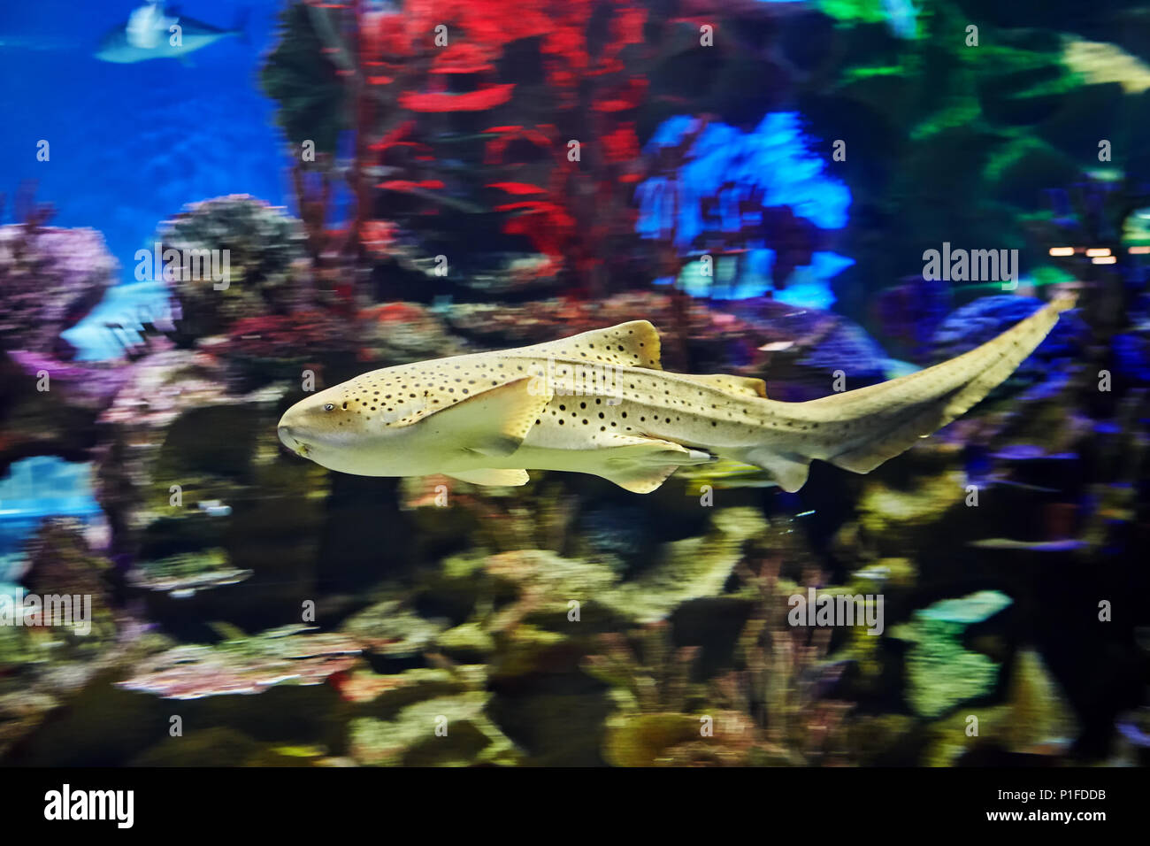One leopard shark or triakis semifasciata in seawater aquarium, background with motion blur. Stock Photo
