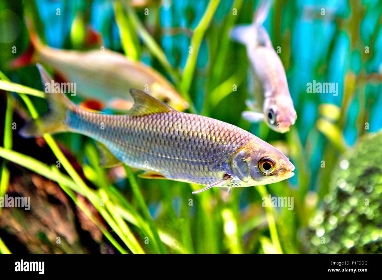 Fish of Cyprinidae family named is common rudd or Scardinius erythrophthalmus. Stock Photo
