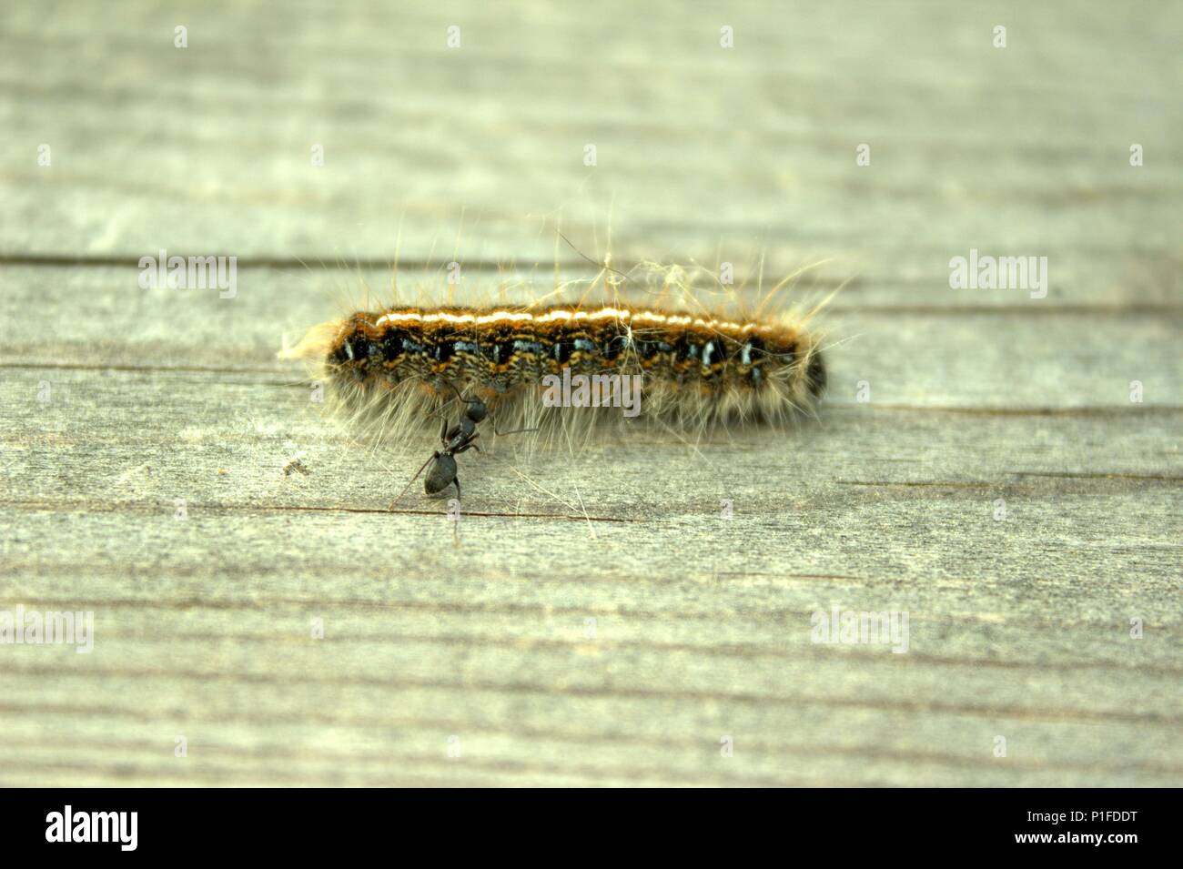 An Ant Checking Out A Dead Tent Caterpillar Stock Photo