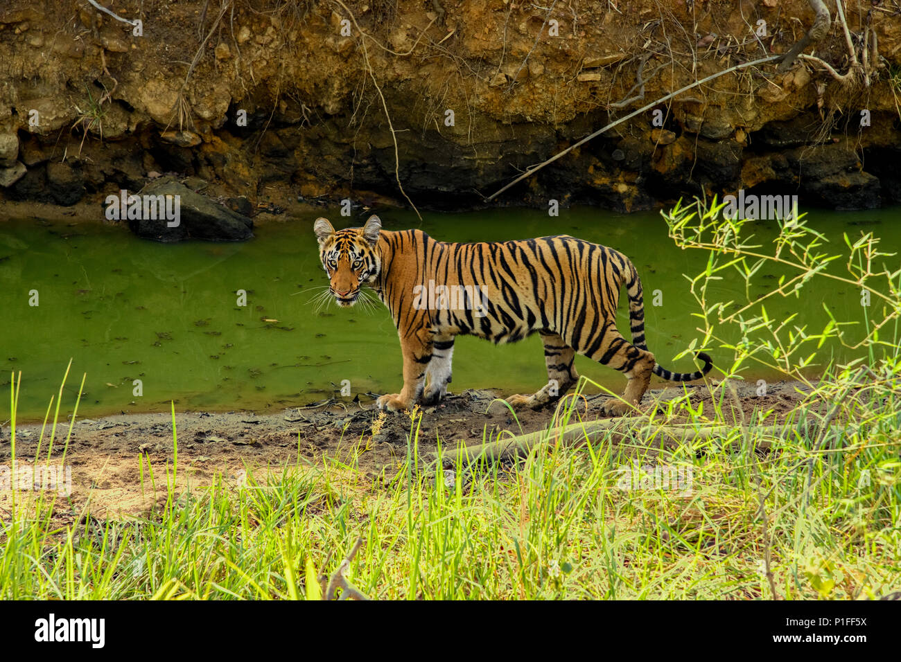 Royal Bengal Tiger male cub in Tadoba Andhari Tiger Reserve, India Big
