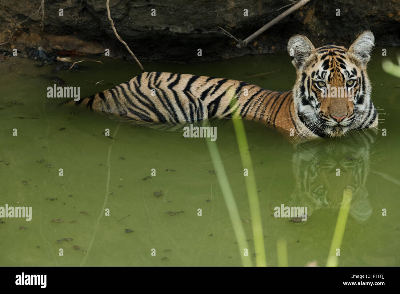 Royal Bengal Tiger male cub in Tadoba Andhari Tiger Reserve, India Big
