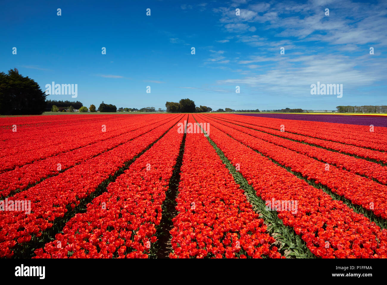 Colourful tulip fields, Edendale, Southland, South Island, New Zealand Stock Photo