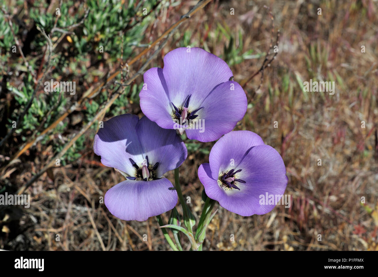 Splendid Mariposa lily, Calochortus splendens , Cuyamaca Rancho State Park, CA 080518 30346 Stock Photo