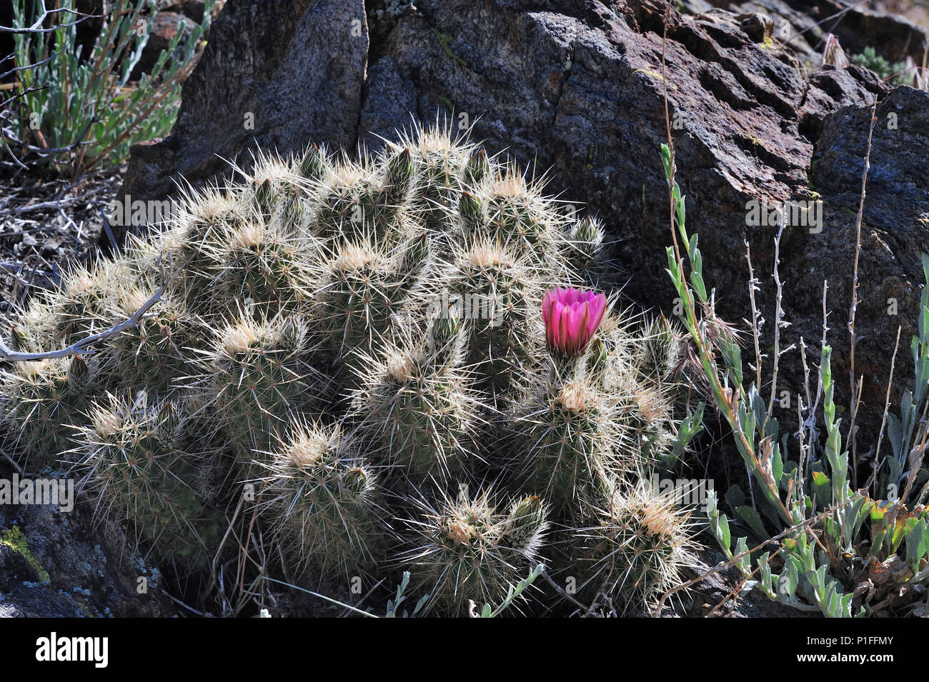 Hedgehog cactus,  Echinocereus englemanii, Cuyamaca Rancho State Park, CA 080518 30353 Stock Photo