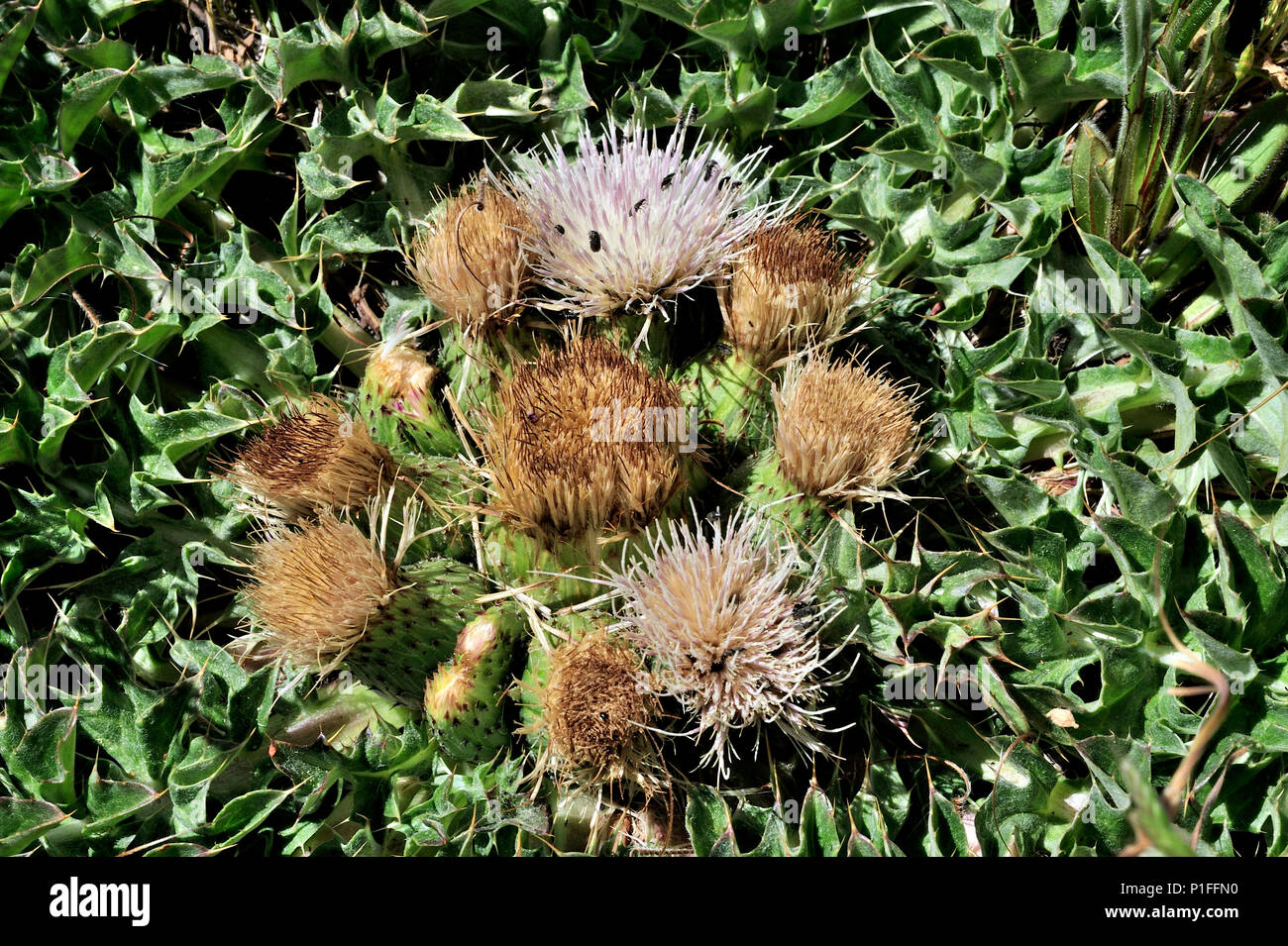 Bird's nest thistle, Cirsium scariosum, Cuyamaca Rancho State Park, CA 080518 30363 Stock Photo