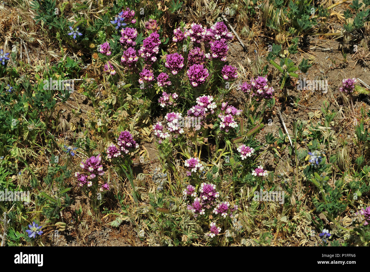 Owl's clover, Castilleja sp. , Cuyamaca Rancho State Park, CA 080518 30380 Stock Photo