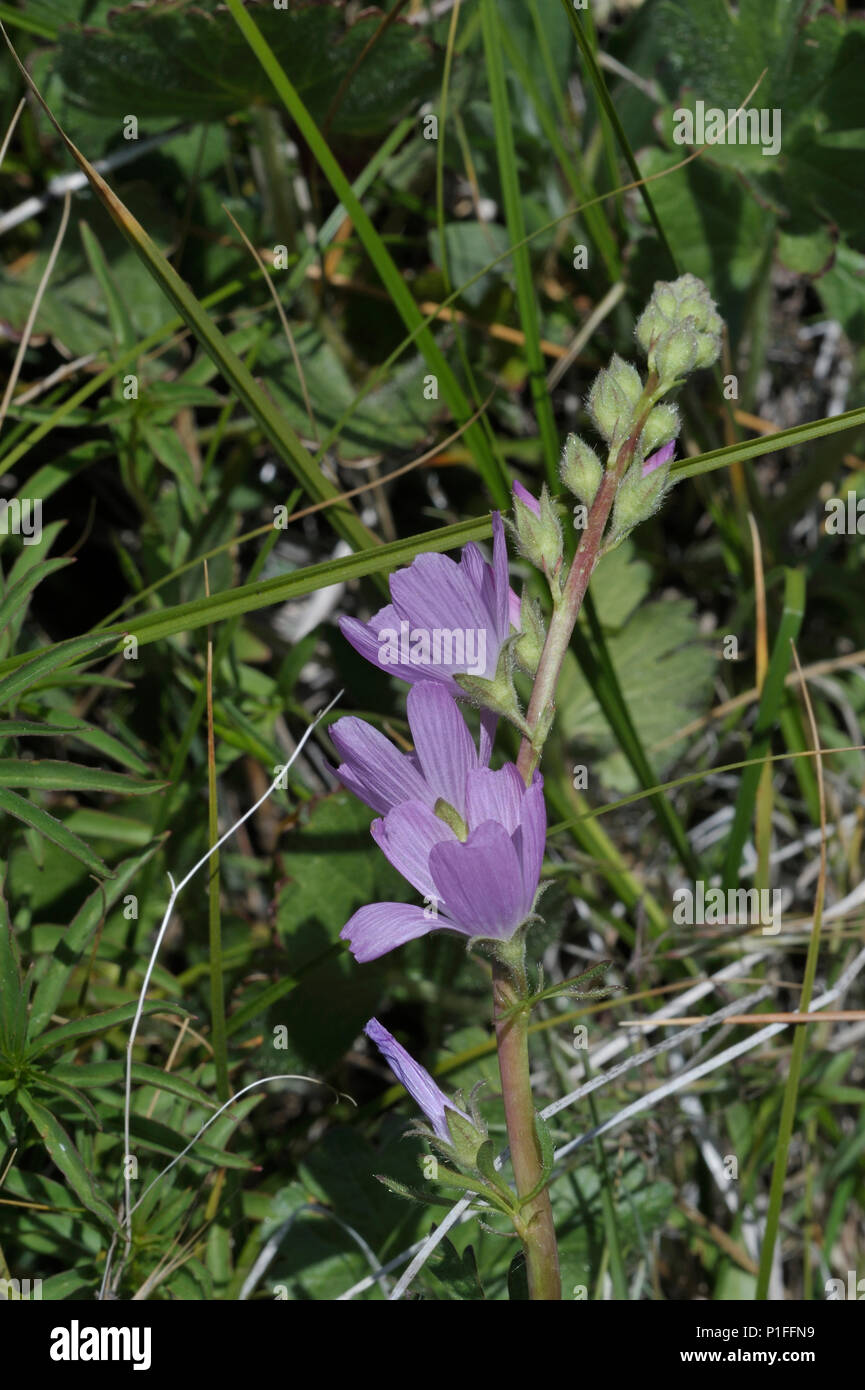 Sidalcea malviflora ssp. sparsiflora, Sidalcea malvaeflora, Cuyamaca Rancho State Park, CA 080518 30398 Stock Photo