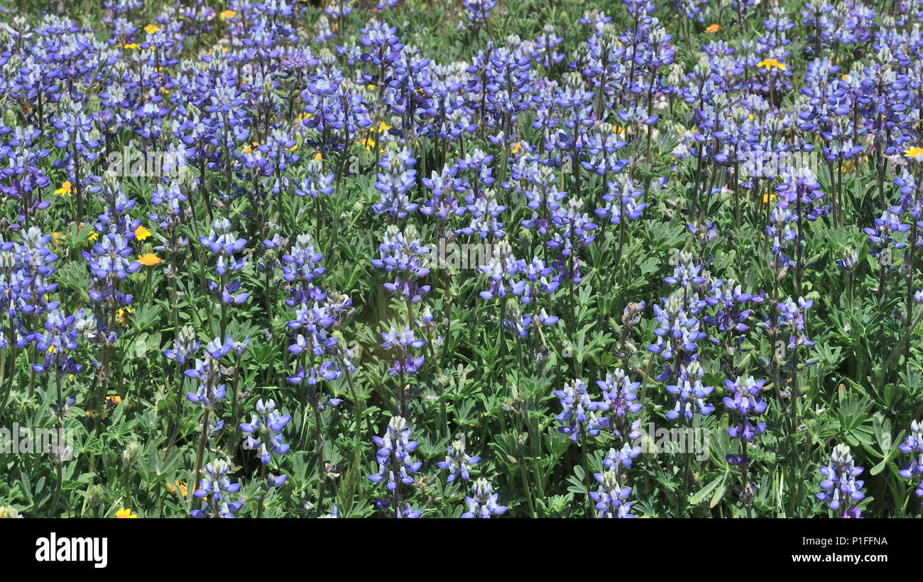 Goldfields, Lasthenia sp., Minature lupine, Lupinus bicolor,  Owl's clover, Castilleja sp.,  Cuyamaca Rancho State Park, CA 080518 30402 Stock Photo