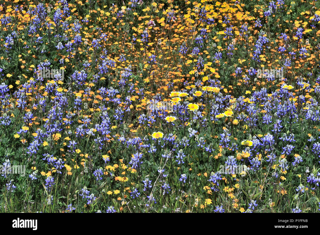 Goldfields, Lasthenia sp., Minature lupine, Lupinus bicolor,  Owl's clover, Castilleja sp.,  Cuyamaca Rancho State Park, CA 080518 30420 Stock Photo