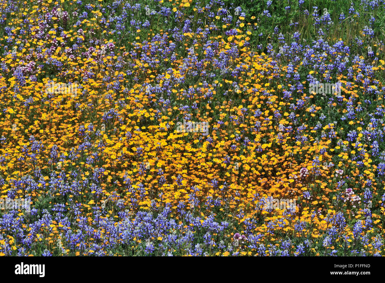 Goldfields, Lasthenia sp., Minature lupine, Lupinus bicolor,  Owl's clover, Castilleja sp.,  Cuyamaca Rancho State Park, CA 080518 30421 Stock Photo