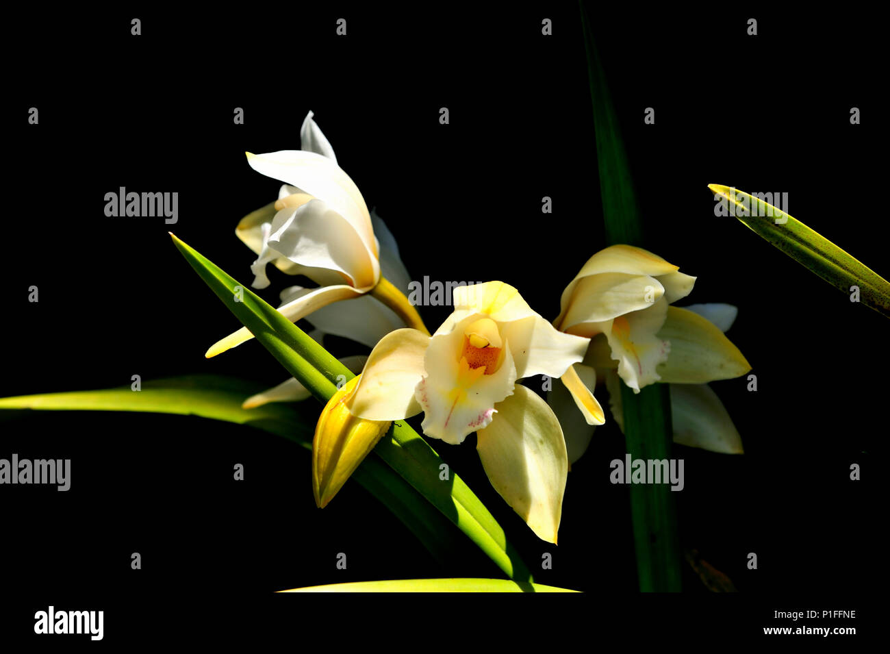 Cattleya orchid, Mission Viejo, CA 80520 30429 Stock Photo